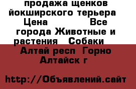 продажа щенков йокширского терьера › Цена ­ 25 000 - Все города Животные и растения » Собаки   . Алтай респ.,Горно-Алтайск г.